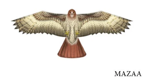 hawk